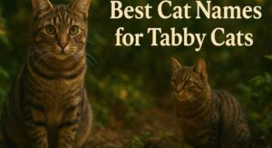 Best Cat Names for Tabby Cats: Cute, Unique, and Trendy Ideas for Every Stripe