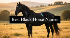 Best Black Horse Names – Unique, Powerful & Cute Names for Every Horse